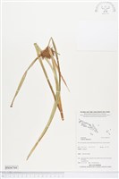 藏品(斷節莎)的圖片