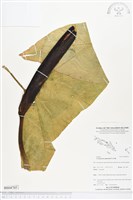 藏品(紅脈曲籽芋)的圖片