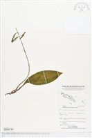 藏品()的圖片
