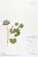 藏品(爪哇天胡荽)的圖片