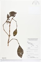 藏品()的圖片