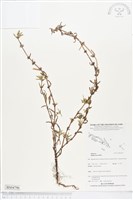 藏品(圓莖鈕釦草、粗毛鈕釦草)的圖片