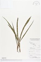 藏品(仙茅、冬蟲草)的圖片