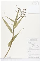 藏品(印度鞭藤、蘆竹藤、角仔藤)的圖片