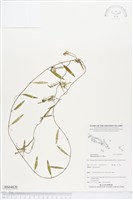 藏品(變葉姬旋花)的圖片