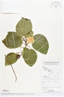 藏品(橙花破布子)的圖片