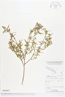 藏品(筆花豆)的圖片