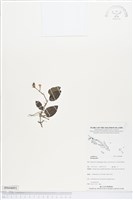 藏品()的圖片
