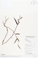 藏品(水丁香)的圖片