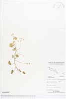 藏品(酢漿草)的圖片