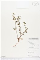 藏品(鴨舌黃舅)的圖片