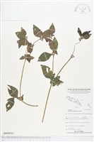 藏品(金腰箭)的圖片