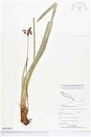 藏品(球穗扁莎)的圖片