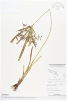 藏品(磚子苗)的圖片