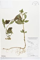 藏品(霍香薊)的圖片