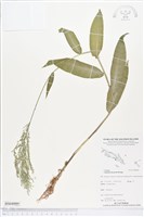 藏品(淡竹葉)的圖片