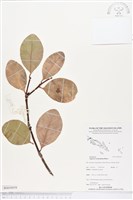 藏品(桐花樹)的圖片