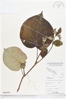 藏品(黃槿)的圖片