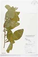 藏品(白木蘇花)的圖片