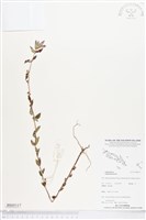 藏品(乳仔草)的圖片