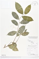 藏品(盤龍木)的圖片