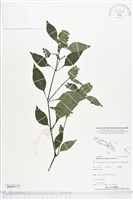 藏品(賽山藍)的圖片