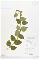 藏品(亞洲濱棗)的圖片