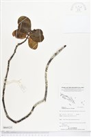 藏品(亞洲濱棗)的圖片