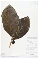 藏品(檄樹、諾麗果)的圖片