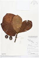 藏品(葛塔德木、欖仁舅)的圖片