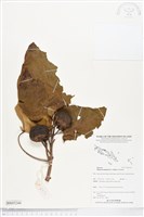 藏品(繖楊、截萼黃槿)的圖片