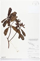 藏品(紅欖李)的圖片