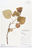 藏品(黃槿)的圖片