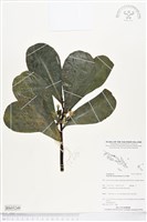 藏品(草海桐、水草)的圖片