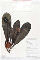 藏品(海檬果)的圖片