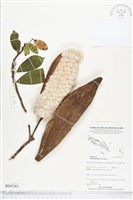 藏品(吉貝棉)的圖片