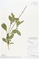 藏品(藍蝶猿尾木)的圖片