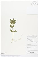 藏品(乳仔草)的圖片