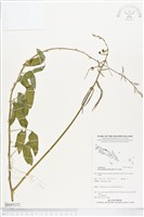 藏品(寬翼豆)的圖片