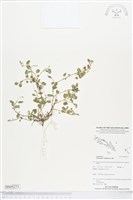 藏品(煉莢豆、山地豆)的圖片