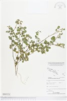 藏品(變葉山螞蝗)的圖片