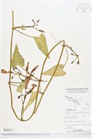 藏品(甕菜、空心菜)的圖片