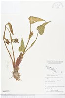 藏品(鴨舌草)的圖片