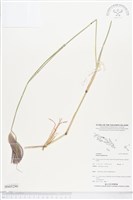 藏品(孟仁草)的圖片