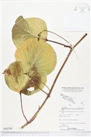 藏品(馬鞍藤)的圖片