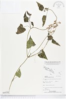 藏品(小花蔓澤蘭)的圖片