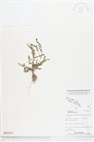 藏品(葉下珠、珠仔草)的圖片