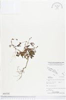 藏品(含羞草)的圖片