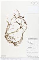 藏品(無根草)的圖片