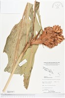藏品(紅花月桃)的圖片